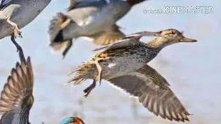 صوت الحذاف جديد لصياده دندنها
