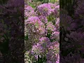 Download Lagu I love Allium Millenium as a border for this section of my garden! Pollinators love them too! 🐝🐝