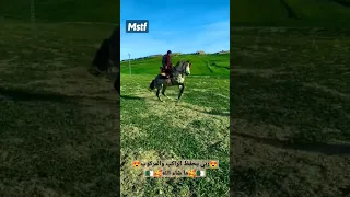 الله الله على لزرق ربي يحفظك Horse 