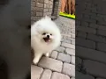 cute pomeranian | dog status video | tiktok | chintu tv | #shorts #statusvideo #latestviralvideo