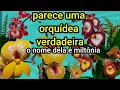 Download Lagu orquídea miltônia em  E.V.A