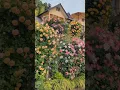 Download Lagu Amazing garden of roses 🌹 #roseflower #beautifulroses #beautifulflowers #gaảden (4/5)