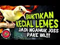 Download Lagu Ciak Ciak Kecial Kuning Betina \u0026 Joss Jantan Ampuh Bikin Kecial Lemes Jadi NGAMUK‼️| PEPADU KECIAL