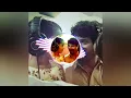 Vaayadi Petha Pulla Bassboosted song Kanaa use headphones