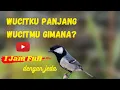 Download Lagu BURUNG GLATIK BATU GACOR WUCIT | Masteran glatik yang macet bunyi | Pikat glatik alam liar.