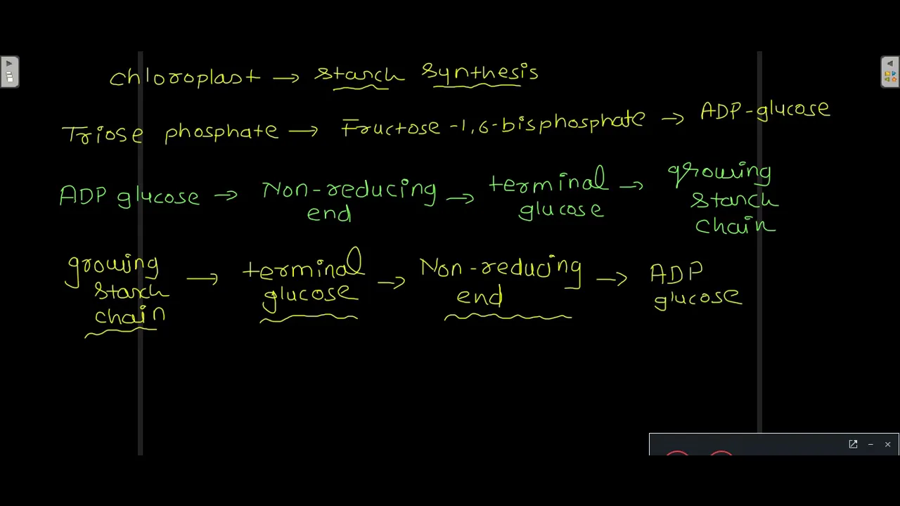 starch and sucrose synthesis after calvin cycle, carbon allocation