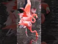Download Lagu Burung flamingo sedang kawin