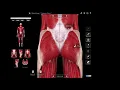 Download Lagu Gluteus maximus - grote bilspier
