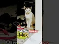 Download Lagu Mintak Makan Mak 😂🤣✌ #kucinglucu #pecintakucing #mintamakan #emakpahlawanku #ngakak #hewanlucu