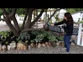 Planting a Hosta Garden Garden Answer