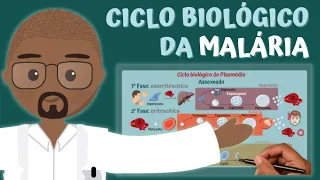 Ciclo Biológico da MALÁRIA (Plasmódio) | PARASITOLOGIA ILUSTRADA