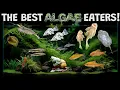 The Best Algae Eaters For Your Aquarium Fish Tank The Good The Bad and The Useless