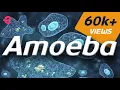 What is An Amoeba Biology Extraclass com