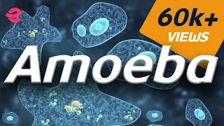 Download What is An Amoeba | Biology | Extraclass.com MP3