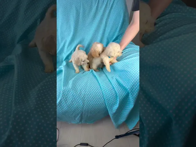 動画