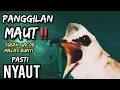 Download Lagu TRUCUKAN DIAM BISU STRES PASTI BUNYI IKUT GACOR DENGAR SUARA PANCINGAN DAHSYAT INI ‼️ MP3