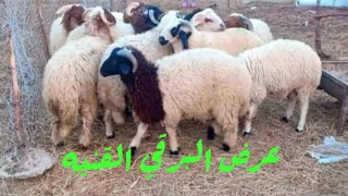 سعر ٢٠ خروف برقي متوسط وزن ٢٢ ك غنم متحصنه و متجرعه السعر ٣٢ الف             دندنها