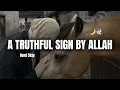 Download Lagu A Truthful Massage For You🕊️💌