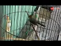 Download Lagu Dahsyat Burung Yuhina full Tembakan dan Gacor