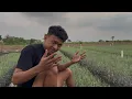 Download Lagu ALHAMDULILLAH TANDURN BRAMBANGKU PULIH GAK SIDO BANGKRUT