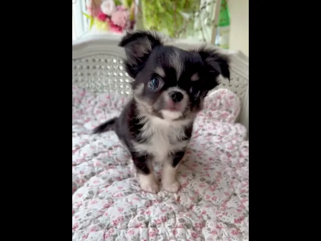 動画