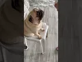 Download Lagu MJ the PUG | https://vt.tiktok.com/ZSH7wecxFM4Xm-iiDIF/