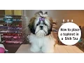 How to place a topknot in a Shih Tzu