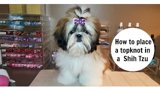 How to place a topknot in a Shih Tzu