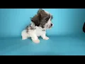 Tiny Teddy Bear Puppy