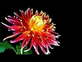 Download Lagu Музыка для души (Цветы распускаются под вальс) !!!