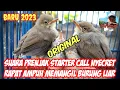 Download Lagu suara cecretan prenjak starter prenjak call ampuh memanggil dan mikat burung kecil auto kumpul a08