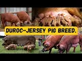 Why DUROC PIG BREED is ideal for commercial Pig farming