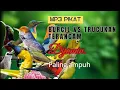 Lagu MP3 Pikat Burcil Ribut Kombinasi Trucukan Terancam.