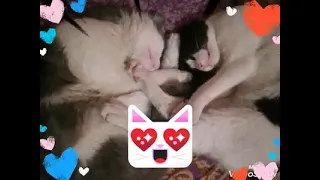 أغنية وانا حر   ياسيدي انت إيه ظرك     دندنها