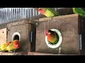 Download Lagu Lovebird Sounds | 3 Hour Lovebirds Sounds ❤️ 🦜#lovebirds #parrotlover #birdsounds
