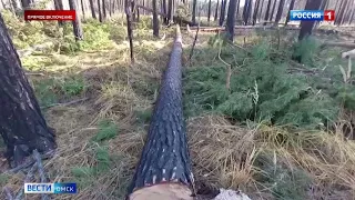 Прокуратура Омска заинтересовалась вырубкой леса в Чернолучье