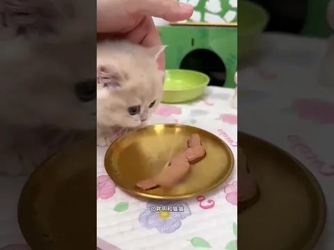 Esse Gatinho Fofo Quase Enganou o Dono 😍❤️