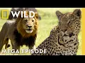 Lagu Game of Thrones: Lion vs. Leopard vs. Hyena | Savage Kingdom MEGA Episode | Nat Geo Animals