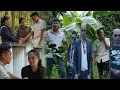 Download Lagu Hungs pompelmoesboomgaard in crisis – Hung en Hoai Ca op een kruispunt: carrière of gezin?