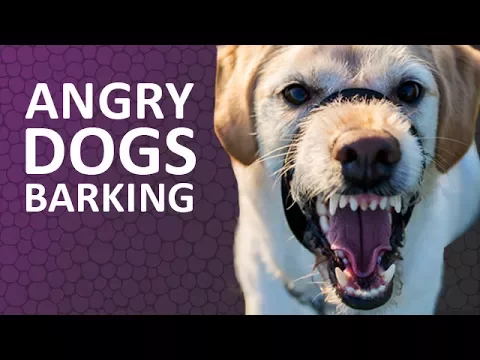 Download MP3 ANGRY DOGS BARKING sound effect  HD