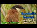 Download Lagu Panggilan khas burung Coucal Burchell dan desisan alarm yang aneh