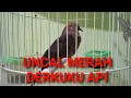 Lagu Burung Uncal Merah || Si Derkuku Api