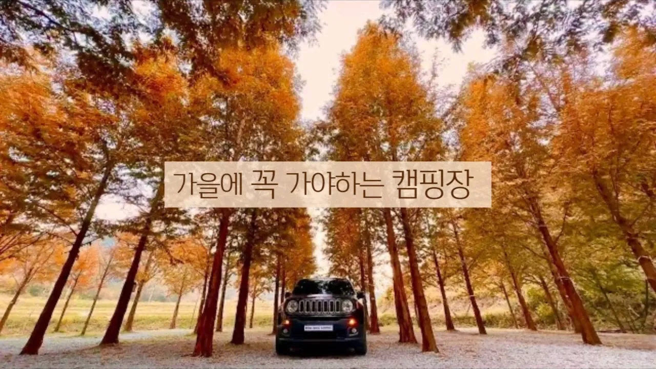 가을에 꼭 가봐야 할 메타세콰이어 숲에서 전세차박 | 마켓비템으로 감성캠핑 한 스푼 | 더힐링식물원 썸네일