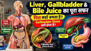 Liver, Gallbladder & Bile Juice का पूरा सफर | पित्त कहाँ बनता है? Gallbladder Stone क्यों होता है?