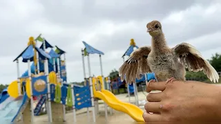 男だけどクジャクを育ててます