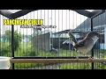 Download Lagu suara burung CIBLEK SEMI GACOR Ngebren Ampuh untuk Pancingan Ciblek Kristal dan Masteran Ciblek