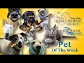 MRN Pet of the Week Promo