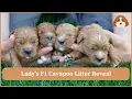 Lady s F1 Cavapoo Litter Reveal