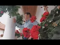 Download Lagu Kaczor Feri :Muskátlis kis ablak