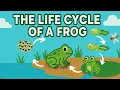 Life cycle of a frog